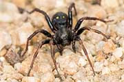 Ant Spider (Habronestes sp) (Habronestes sp)
